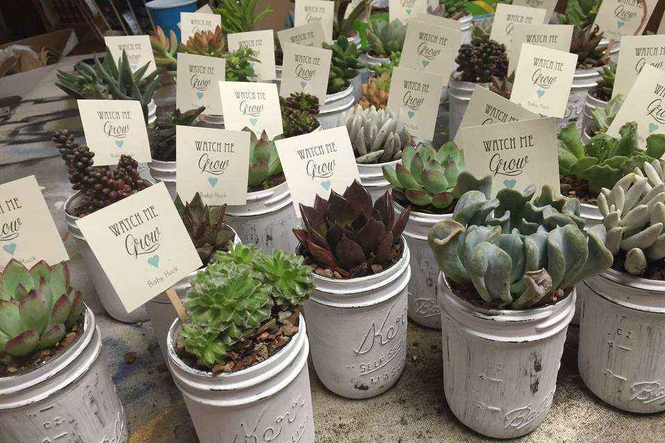 the succulent source