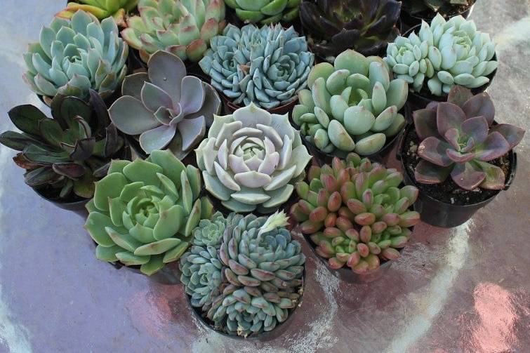 the succulent source