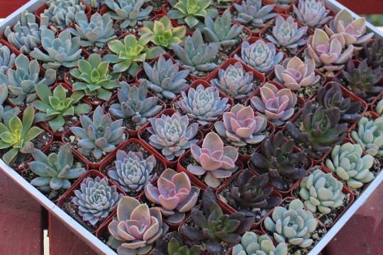 the succulent source