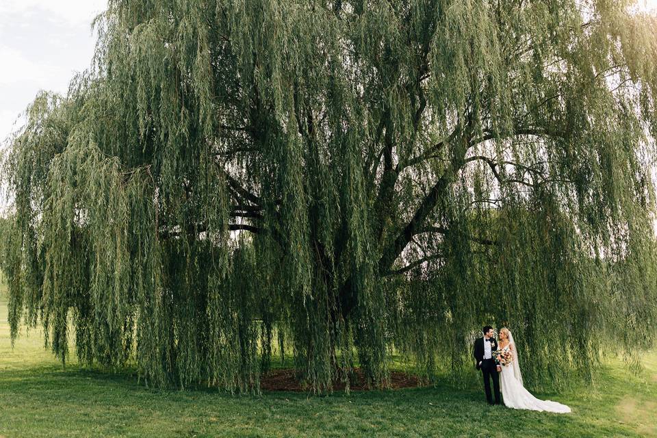 Willow Tree