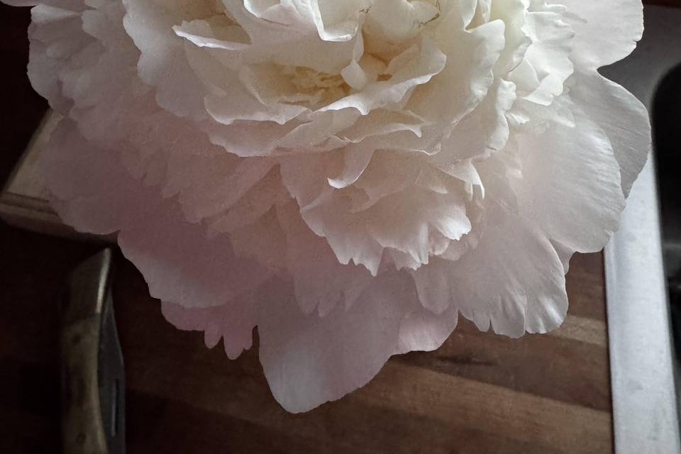 A fabulous peony!