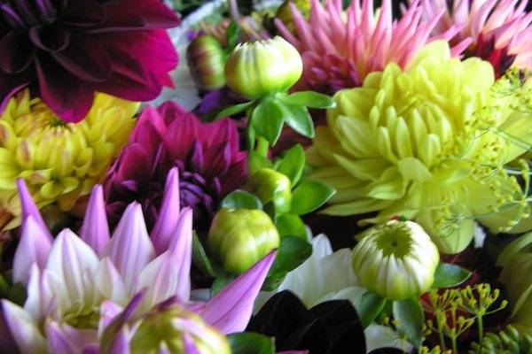 Everyday Flowers