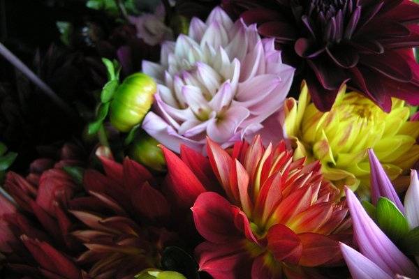 Everyday Flowers