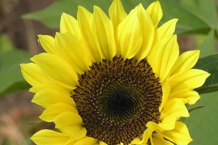 Everyday Flowers