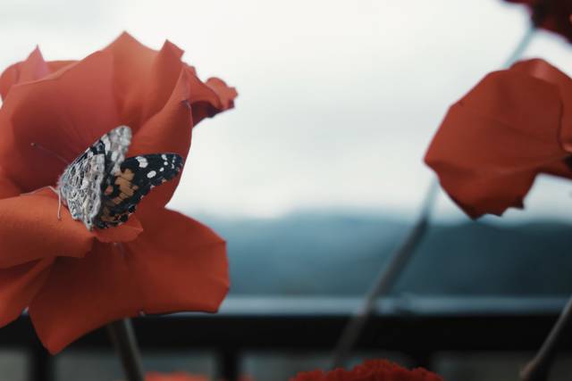 Capturing natural moments