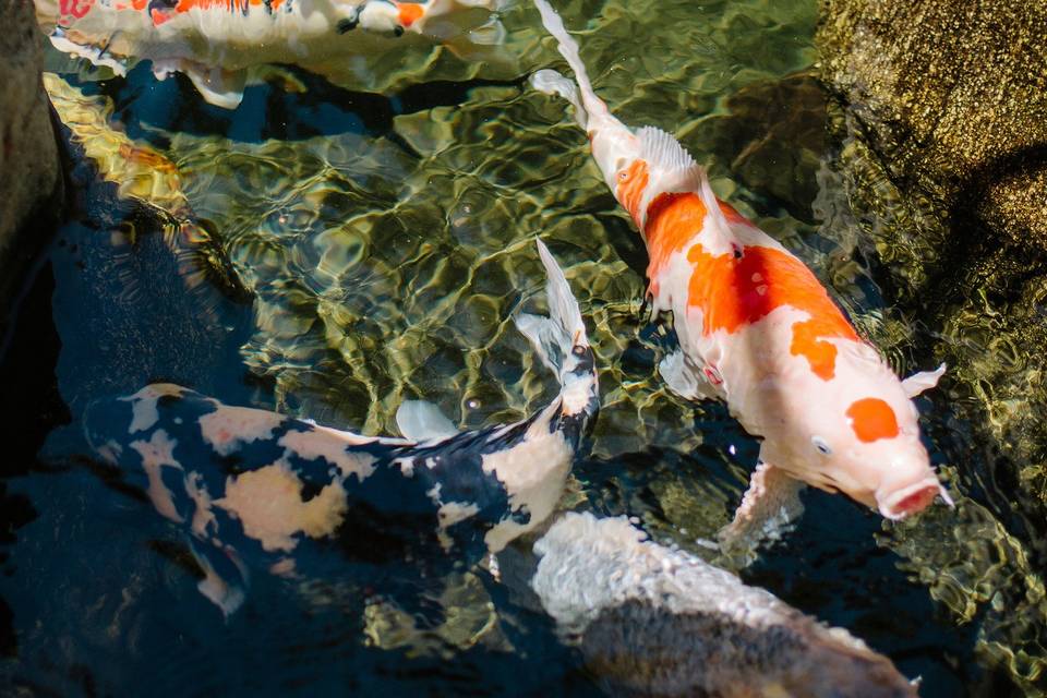 Koi fish