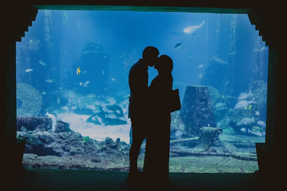 An aquarium shoot