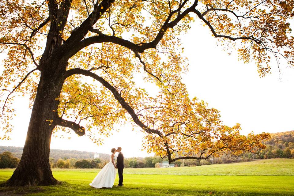 Fall trees