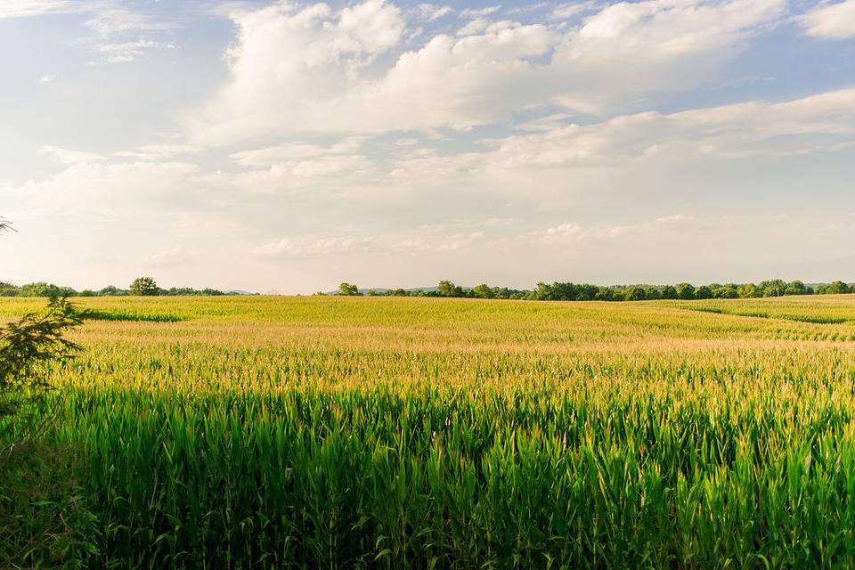 The cornfield view from barn