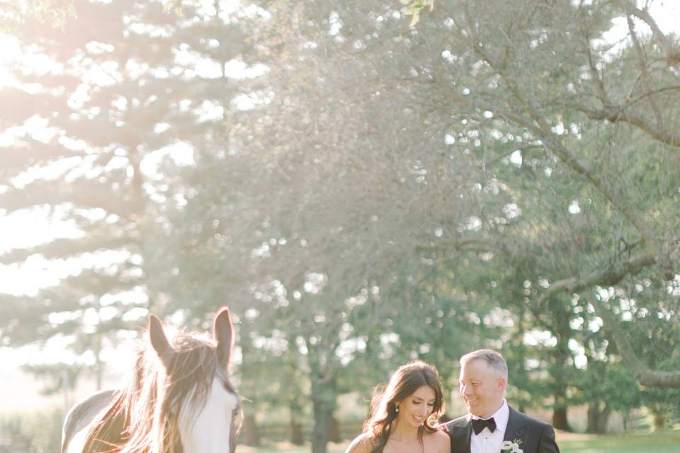 Clydesdales for Photos