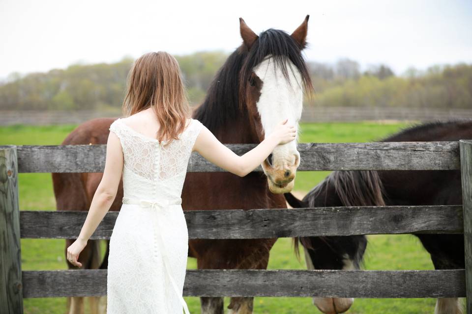 Clydesdales included