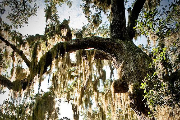 Jekyll Island live oak tree draped wedding ceremony