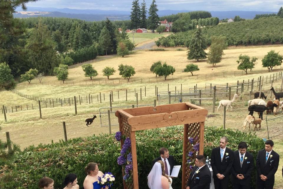 Alpacas of Oregon