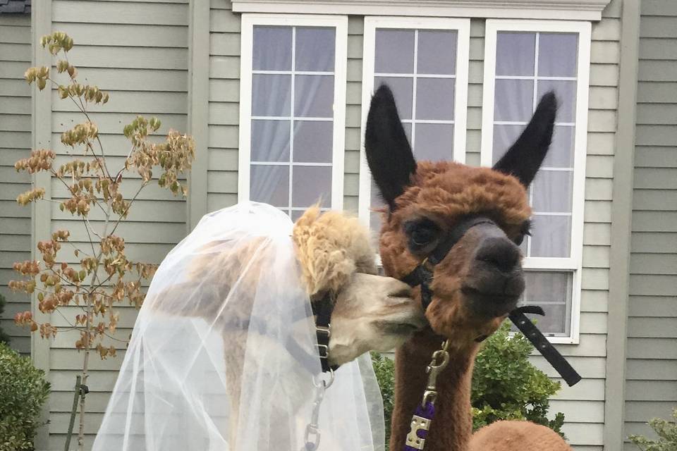 Alpacas of Oregon