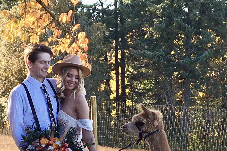 Alpacas of Oregon