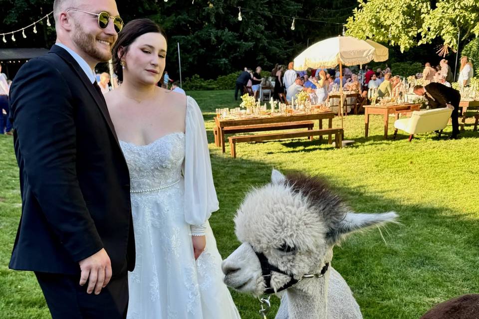 Alpacas of Oregon
