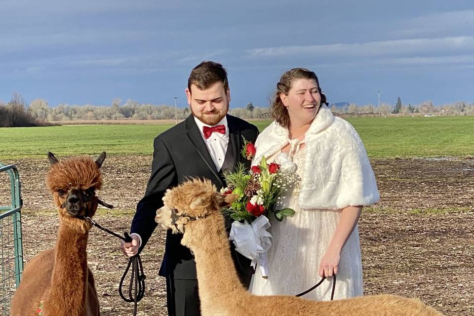 Alpacas of Oregon