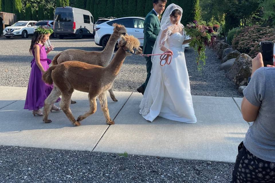 Alpacas of Oregon