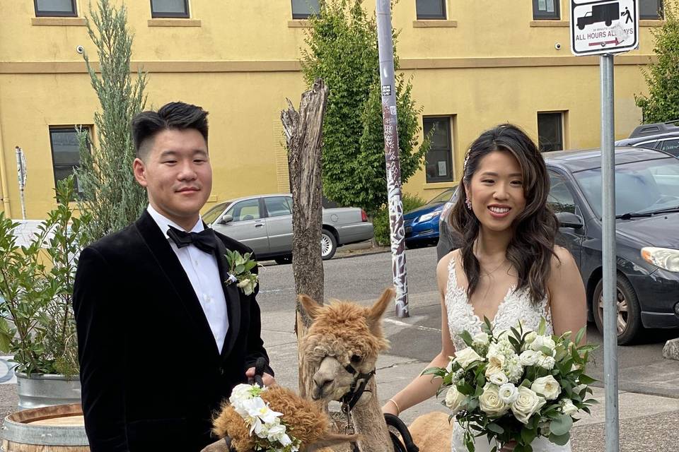 Alpacas of Oregon