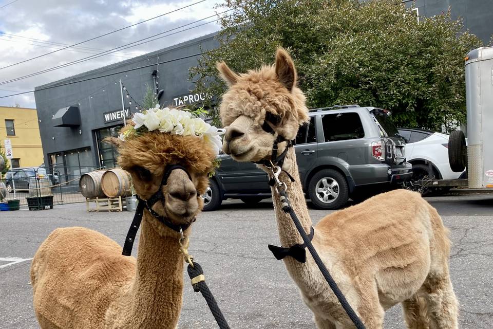 Alpacas of Oregon