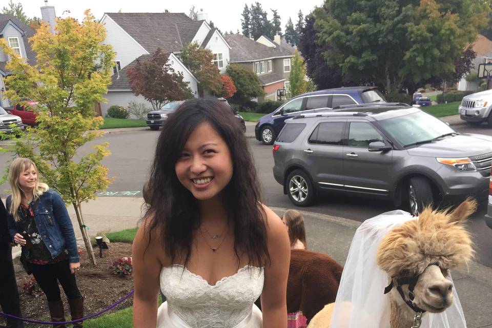 Alpacas of Oregon