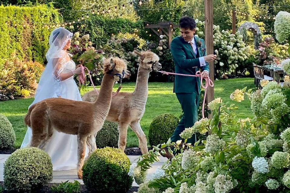 Alpacas of Oregon