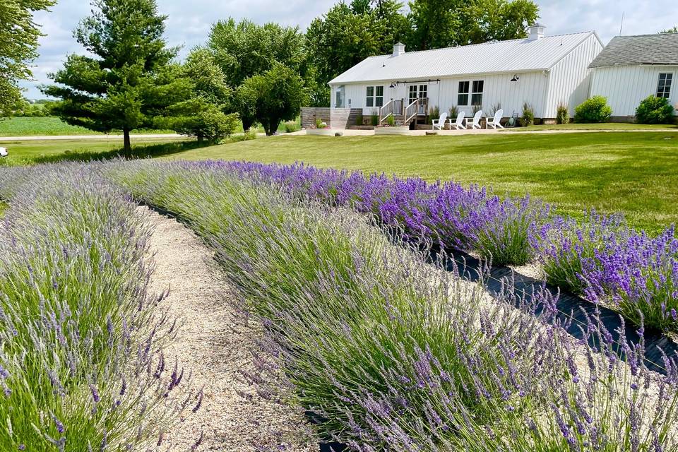 Lavender Garden Site