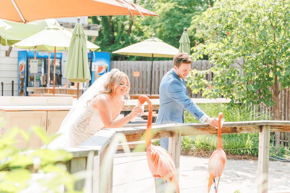 Indianapolis Zoo Wedding