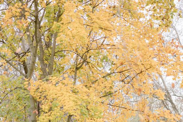 FALL WEDDING ON BRIDGE