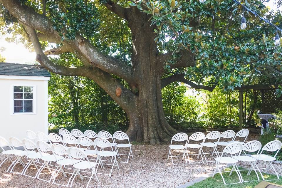 Magnolia tree