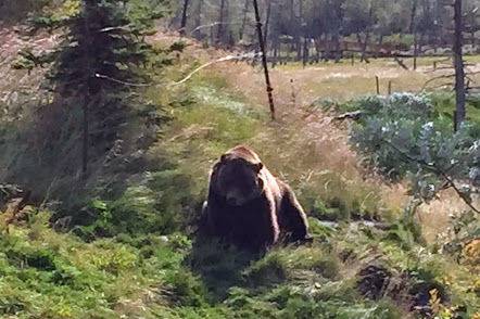 Grizzly Bear, Alaska