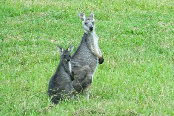 Kangaroo's in the wild, Australia