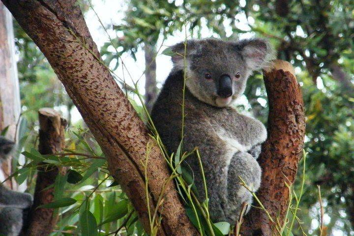 Koala, Australia.