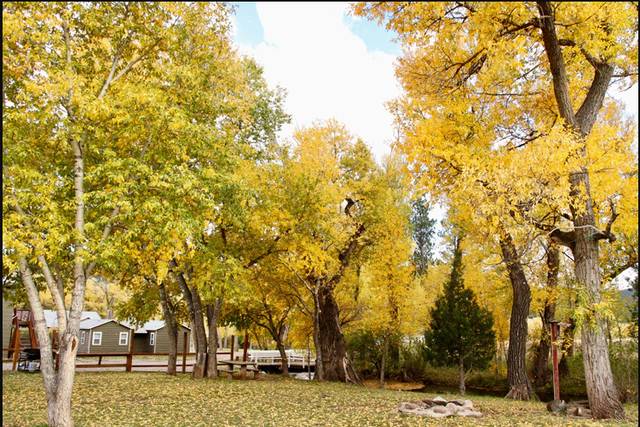 Field in the fall