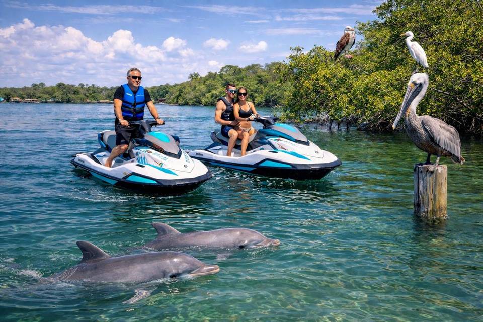 Dolphins in the Intracoastal