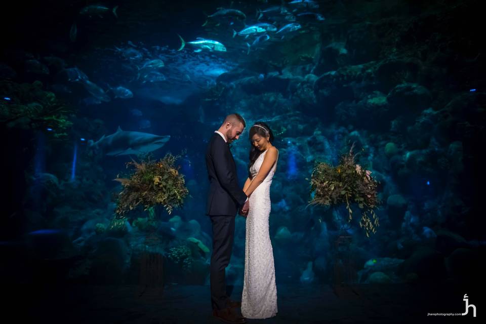 Florida Aquarium wedding 2