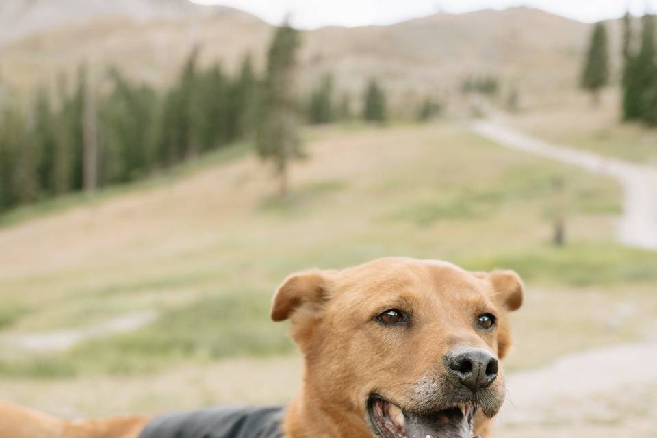 Pets Welcome!
