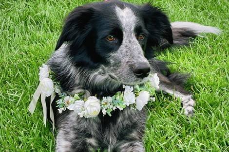 The cutest wedding pup!