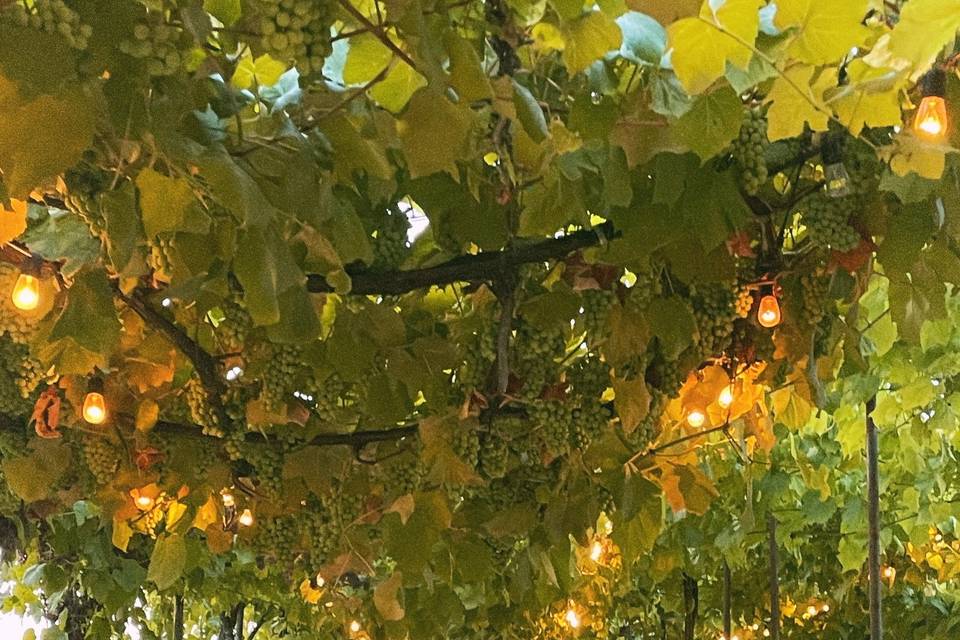 Dinner in the arbor