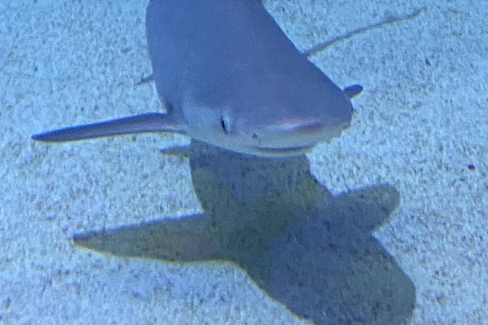Valencia Aquarium