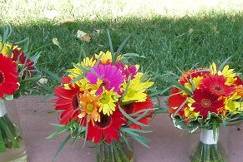 bright gerbera daisies