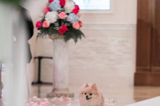 Ring Bearer