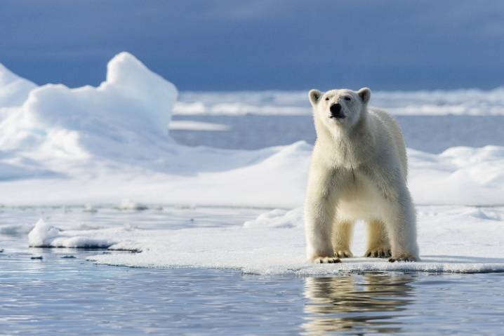 Polar Bear snuggles