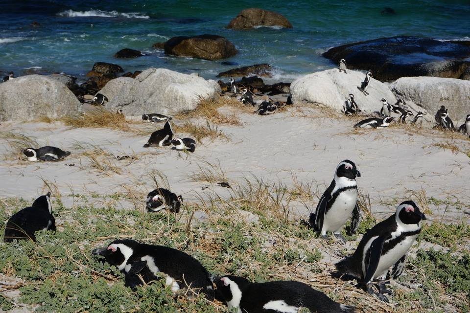 S. African Penguins