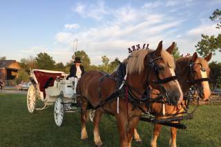 Harmon's Horse Drawn Carriages + White Mares for Baraats