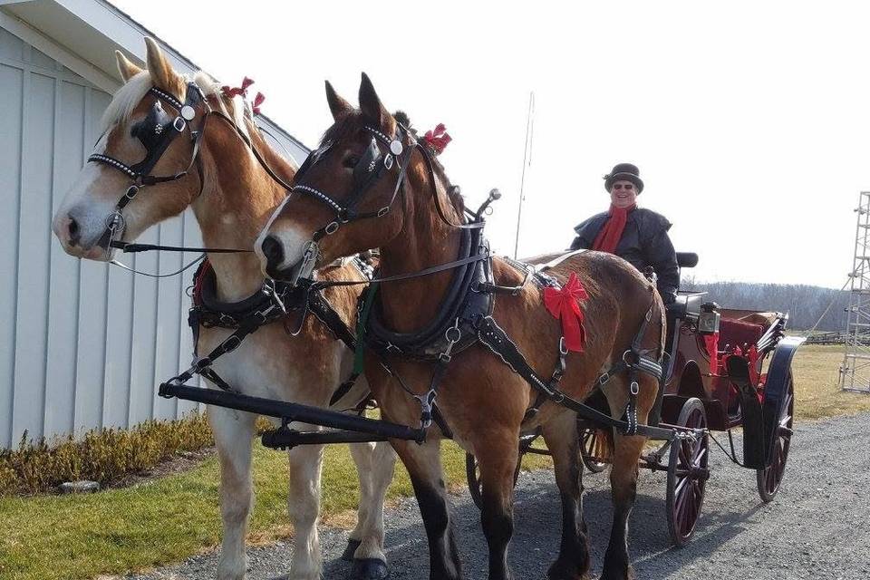 Harmon's Horse Drawn Carriages + White Mares for Baraats