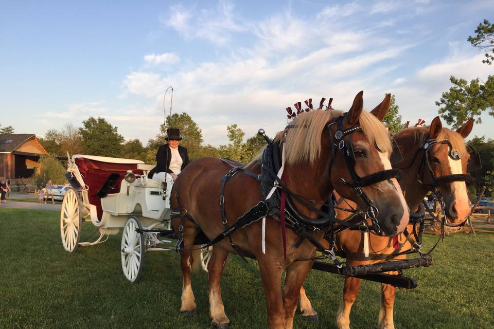 Harmon's Horse Drawn Carriages + White Mares for Baraats