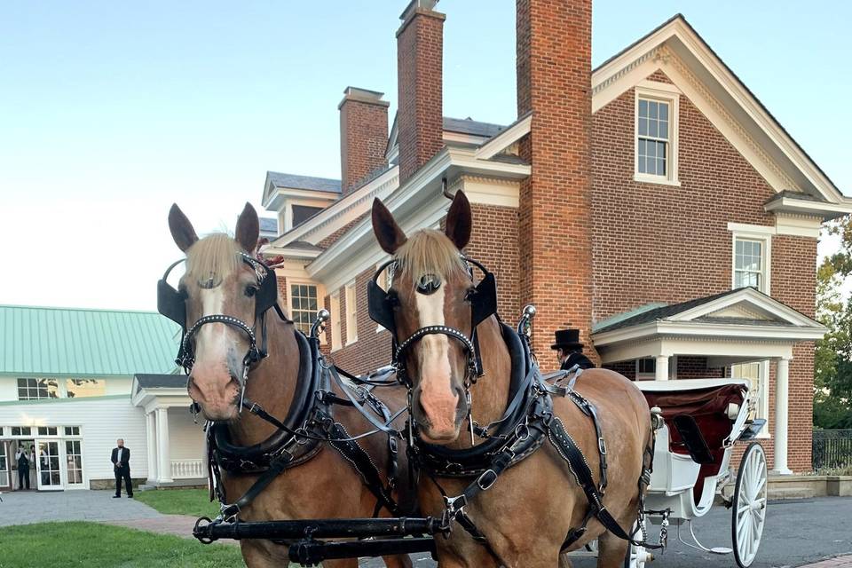 Harmon's Horse Drawn Carriages + White Mares for Baraats