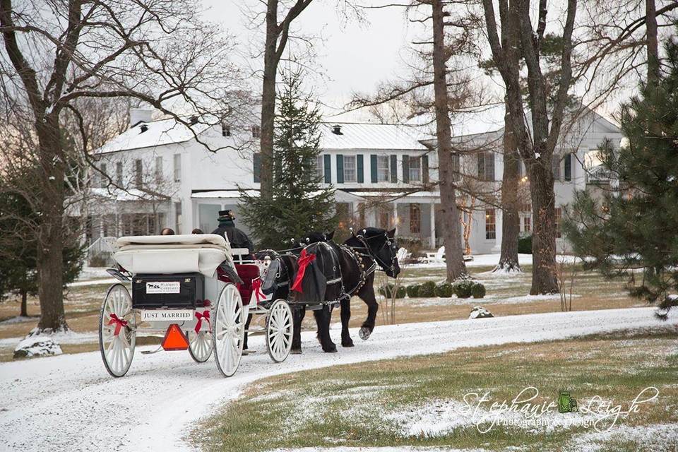 Harmon's Horse Drawn Carriages + White Mares for Baraats