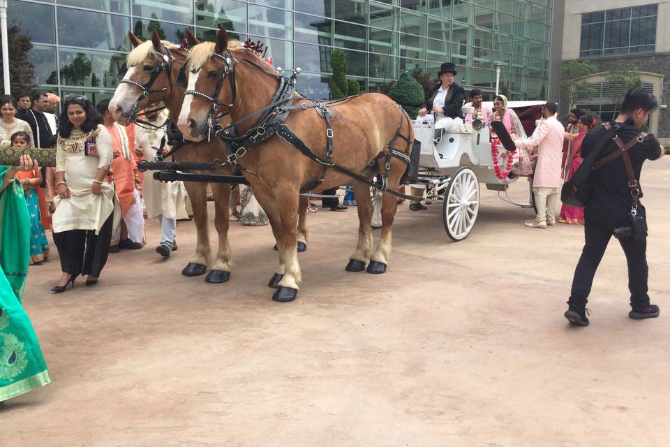 Harmon's Horse Drawn Carriages + White Mares for Baraats